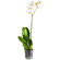 White Phalaenopsis orchid in a pot. Honduras